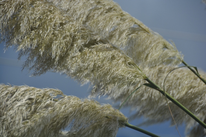 white feather pampas grass